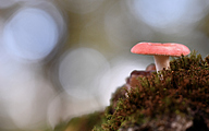 Fly Agaric (Amanita muscaria)